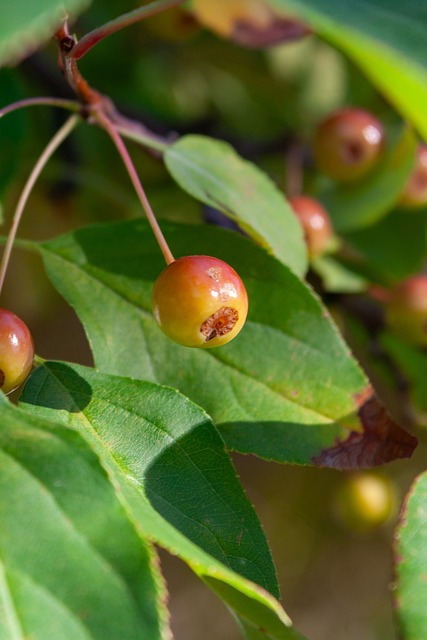 队报周末最佳法国阵：救世主阿雷，核心科内，独造五球奥利塞