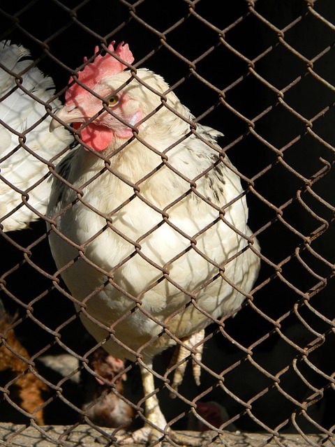 手的价值 手的价值